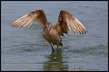 _3SB3125 marbled godwit flapping